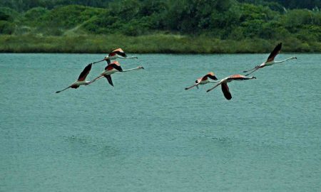Birdwatching at Óbidos Lagoon // GoNazare your Local Touristic Guide