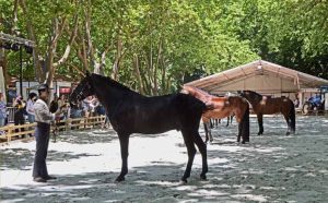 Feira do Cavalo Oeste Lusitano - GoNazare Guia Turístico Local